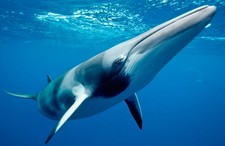 foto de Ballena minke Imagen de Ballena minke