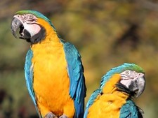 Imagen de Guacamayo de Dominica