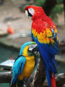 Imagen de Guacamayo jamaicano rojo o guacamayo de Gosse