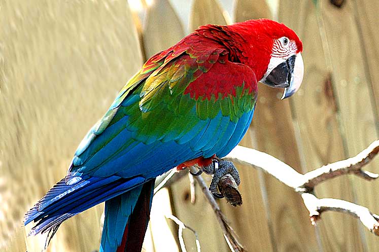 foto de Guacamayo de Cuba Imagen de Guacamayo de Cuba