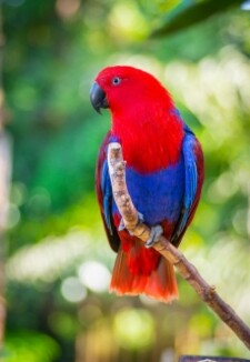 Imagen de Eclectus