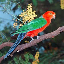 Imagen de Alisterus Amboinensis Buruensis