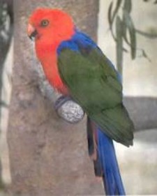 Imagen de Alisterus Amboinensis