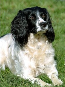 Imagen de Springer Spaniel Ingls