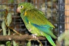 Imagen de Brotogeris Cyanoptera Gustavi