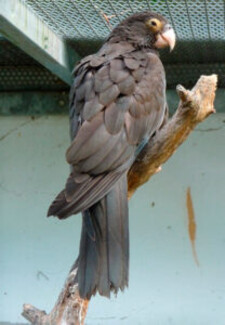 Imagen de Coracopsis Nigra