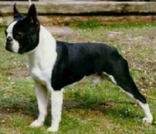 Imagen de Boston terrier