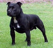 Imagen de Staffordshire Bull Terrier