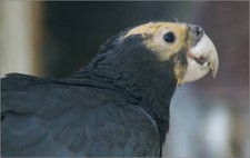 Imagen de Coracopsis Vasa Comorensis
