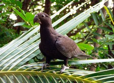 Imagen de Coracopsis Nigra Sibilans