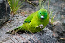 Imagen de Cyanoramphus Unicolor