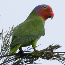 Imagen de Geoffroyus Geoffroyi Floresianus