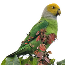 Imagen de Geoffroyus Heteroclitus
