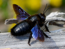 Imagen de Geoffroyus Geoffroyi Timorlaoensis