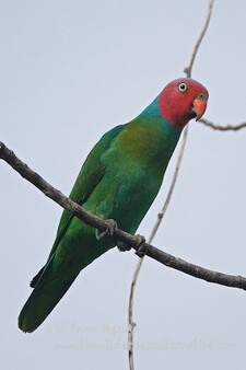 Imagen de Geoffroyus Geoffroyi Sudestiensis