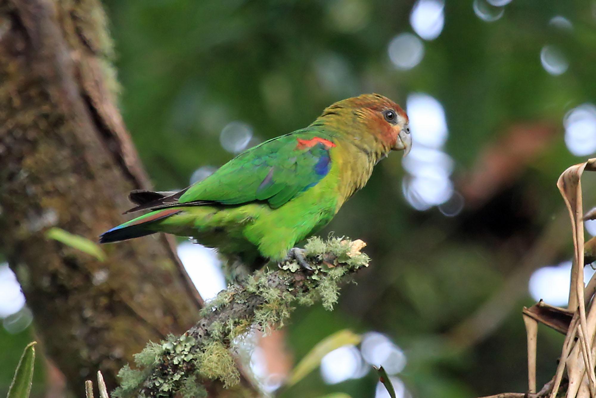 Imagen de Hapalopsittaca Amazonina