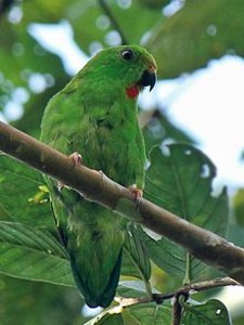 Imagen de Loriculus Amabilis Ruber