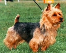 Imagen de Terrier Australiano