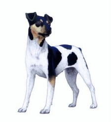 Imagen de Terrier Brasileo