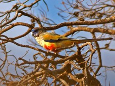 Imagen de Northiella Haematogaster Narethae