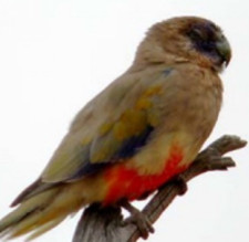Imagen de Northiella Haematogaster Pallescens