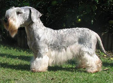 Imagen de Terrier Cesky