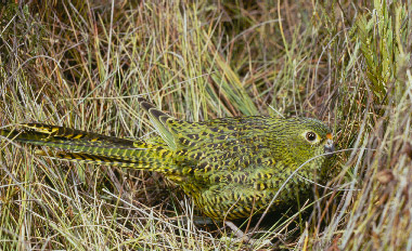 Imagen de Pezoporus Occidentalis