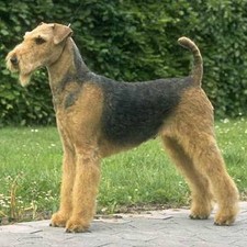 Imagen de Terrier de Airedale