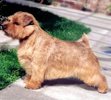 Imagen de Terrier de Norfolk