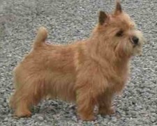 Imagen de Terrier de Norwich