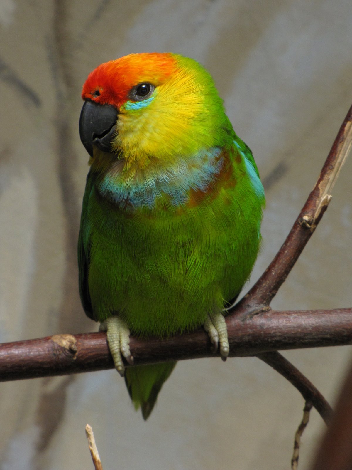 Imagen de Psittaculirostris Desmarestii