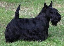 Imagen de Terrier Escocs