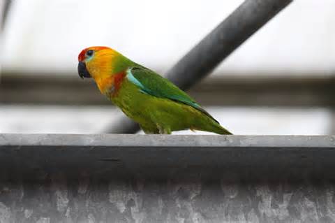 Imagen de Psittaculirostris Desmarestii Cervicalis