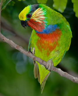 Imagen de Psittaculirostris Edwardsii