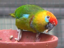 Imagen de Psittaculirostris Desmarestii Intermedia