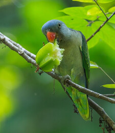 Imagen de Psittinus Cyanurus Abbotti