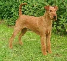 Imagen de Terrier Irlands