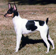 Imagen de Terrier japons