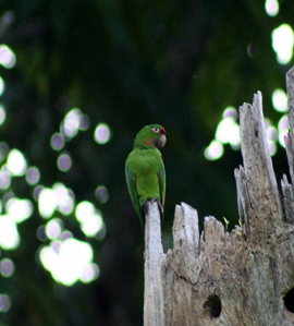 Imagen de Touit Costaricensis