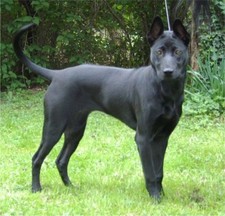 Imagen de Thai Ridgeback Dog