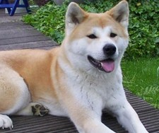 Imagen de Akita Inu