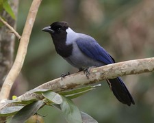 Imagen de Amazonas Violcea