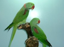 Imagen de Psittacula Eupatria Wardi