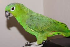 Imagen de Amazona Farinosa Virenticeps