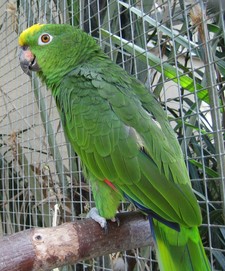 Imagen de Amazona Ochrocephala Panemensis