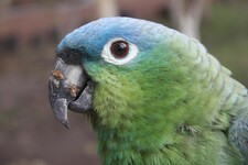 Imagen de Amazona Farinosa Guatemalae