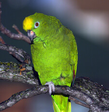 Imagen de Amazona Ochrocephala Xantholaema