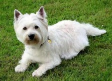 Imagen de West Highland White Terrier