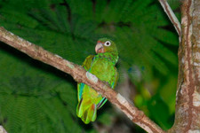 Imagen de Amazona Vittata Gracilipes