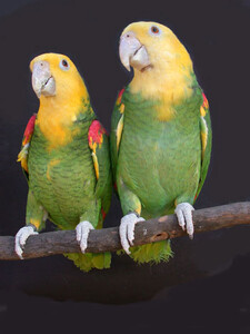 Imagen de Amazona Oratrix Tresmariae